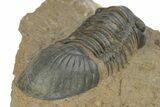 Detailed Paralejurus Trilobite - Atchana, Morocco #210165-3